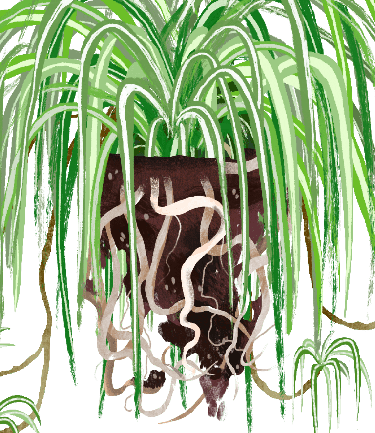 Spider Plant: Plant Care Guide